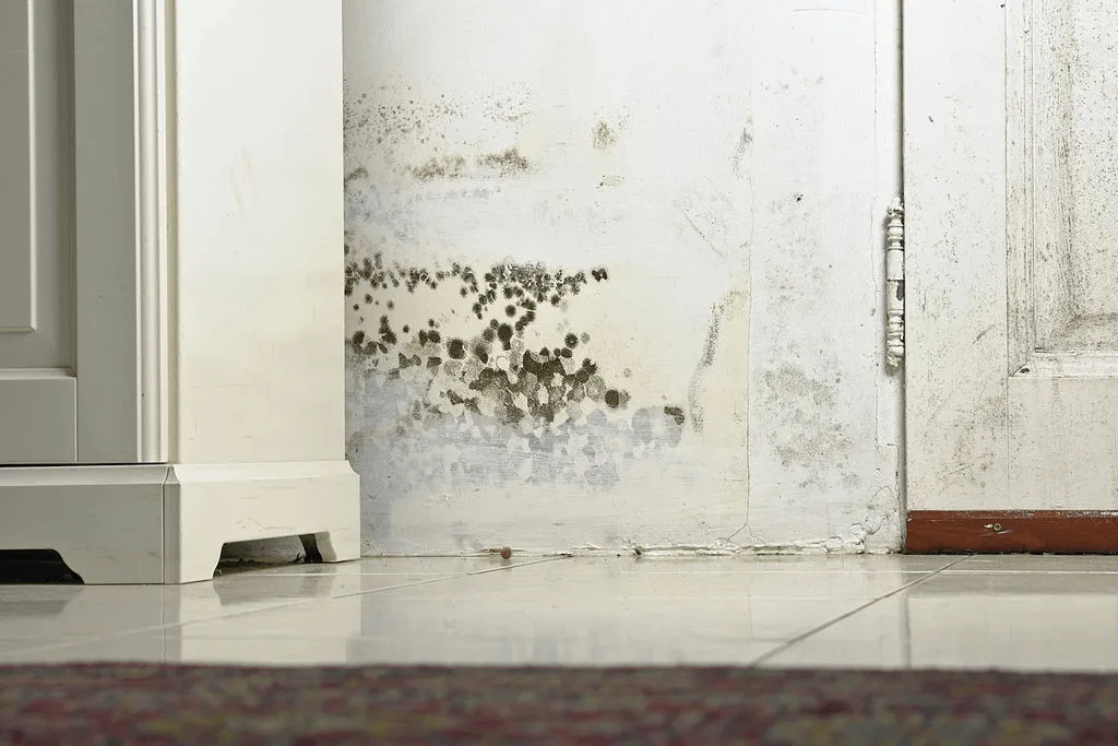 Mould Remediation Auckland response in Auckland